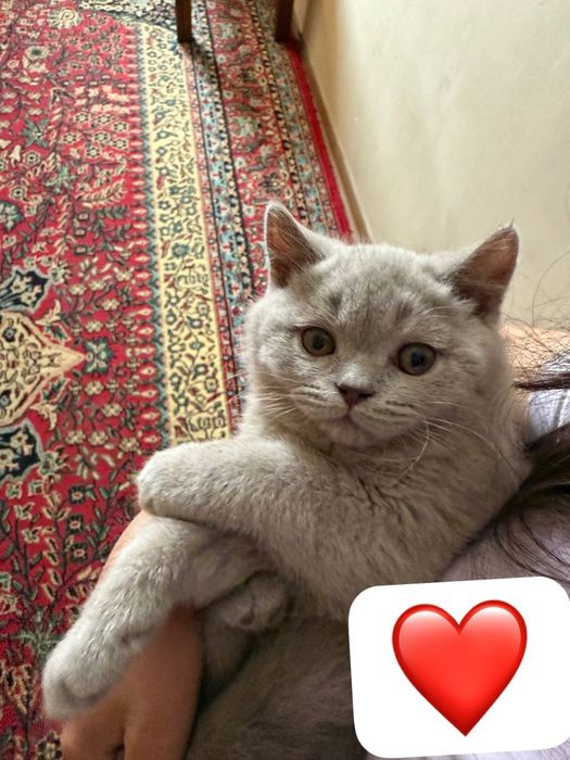 Продается красавица скоттиш страйт лиловая девочка