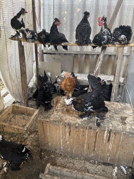 Куры декоративные