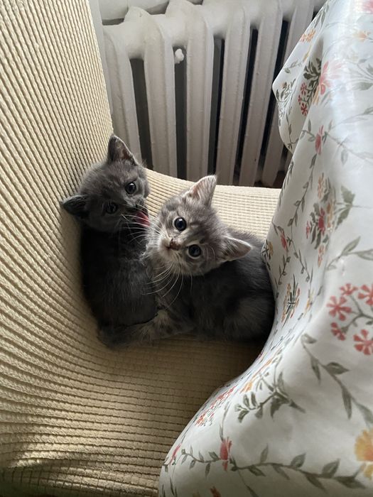 Отдам в добрые руки двух котят-девочек