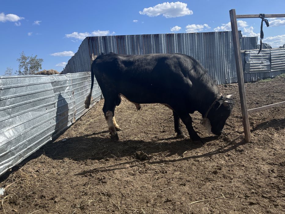 Бык 3 лет на откорме