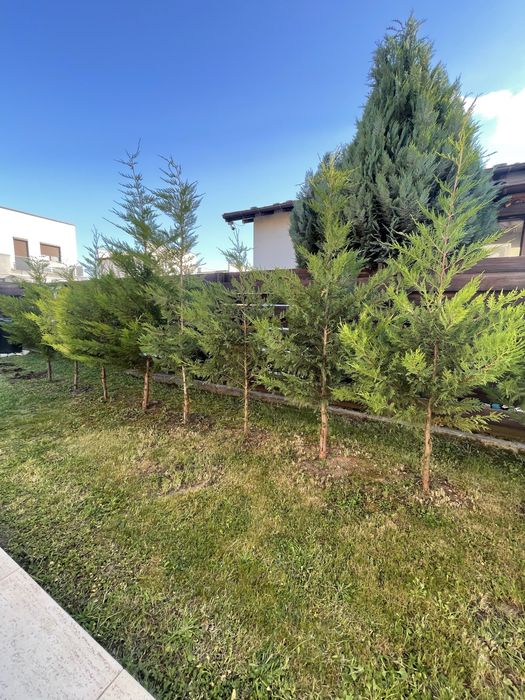 Vand leilandy mari si vigurosi leilandii pomisori de gradina ornamentali