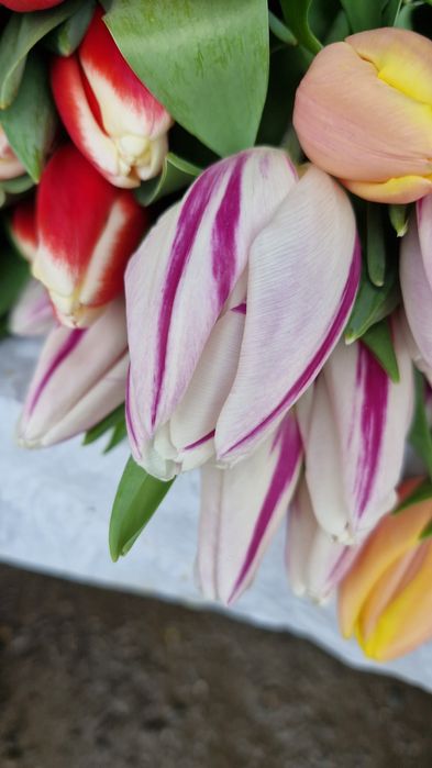 Тюльпаны Боралдай