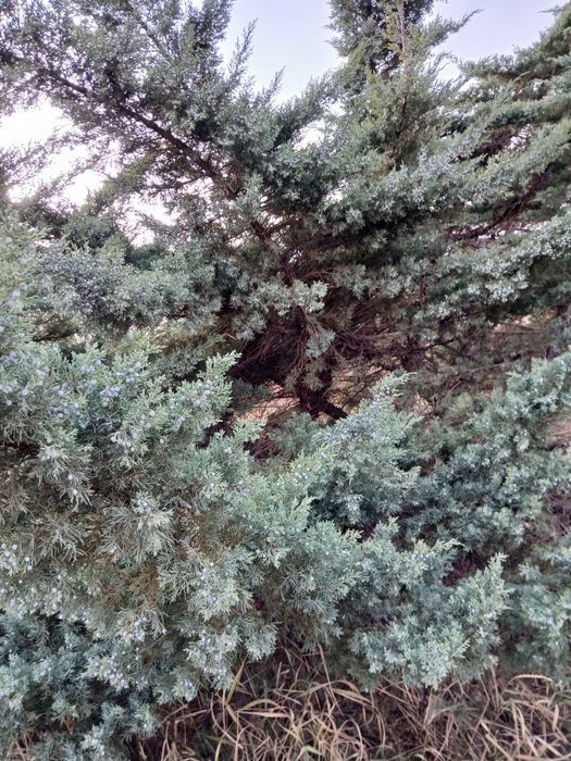 Продам елку можевельник