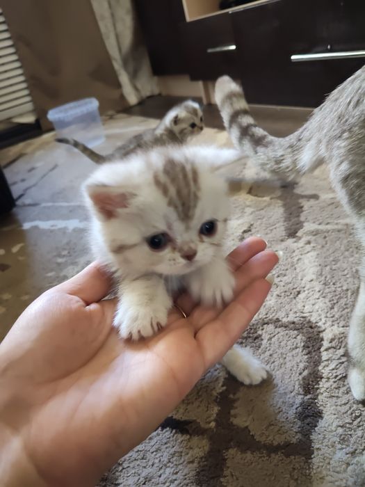 Продаются котята британцы