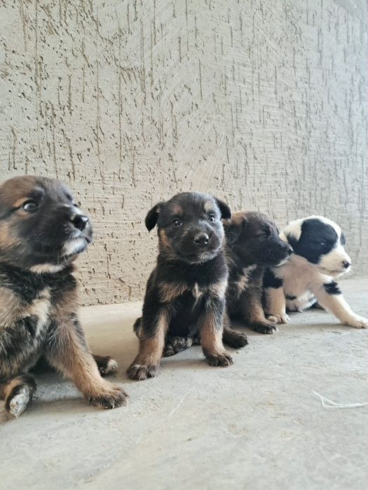 Щенки звонок күшіктер
