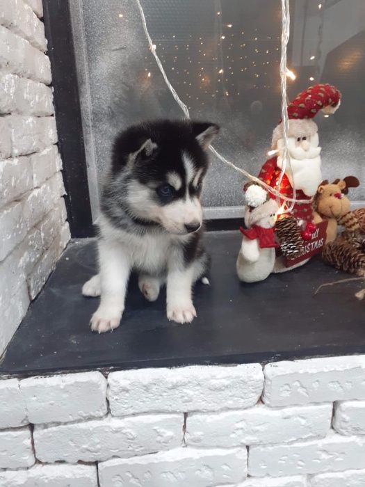 Хасята с фотоссесии