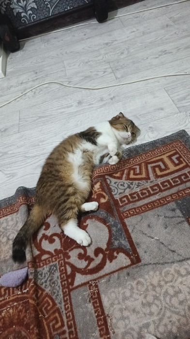Пропал котик покличке Вова