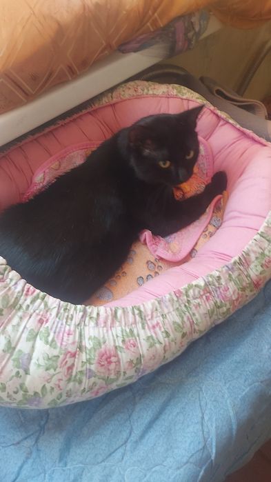 Знакомтесь. Это Уголек- Уголяша.