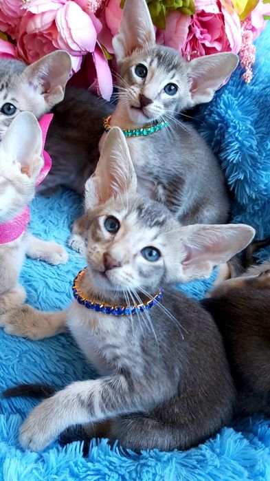 Котята ОРИЕНТАЛЬНЫЕ- голубые с документами