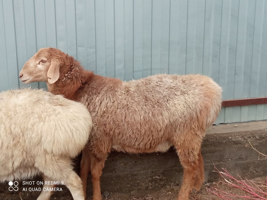 Кои сатылады 95-мыннан