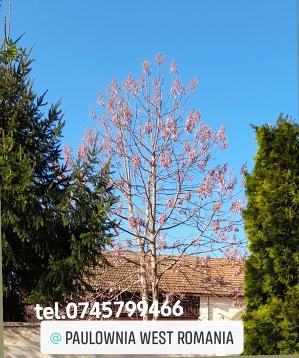 Trimitem în țara copăcei,butași Paulownia,creștere rapidă,3-5m an