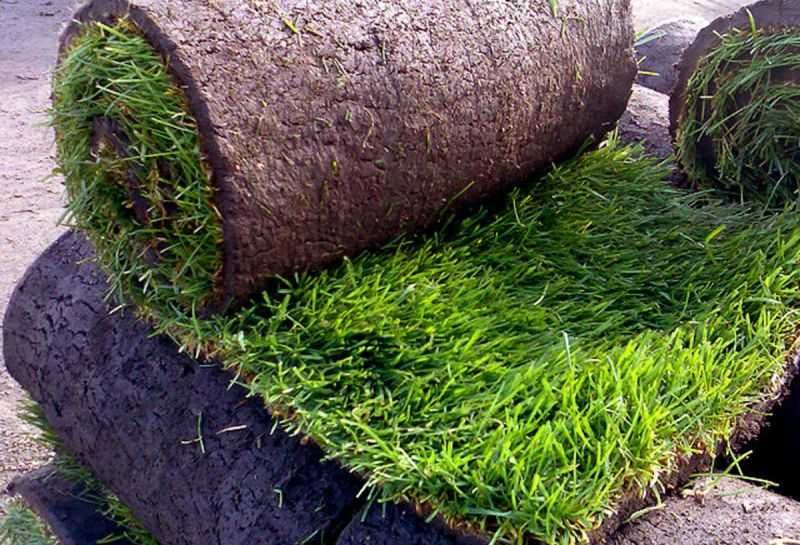 Газон по низким ценам