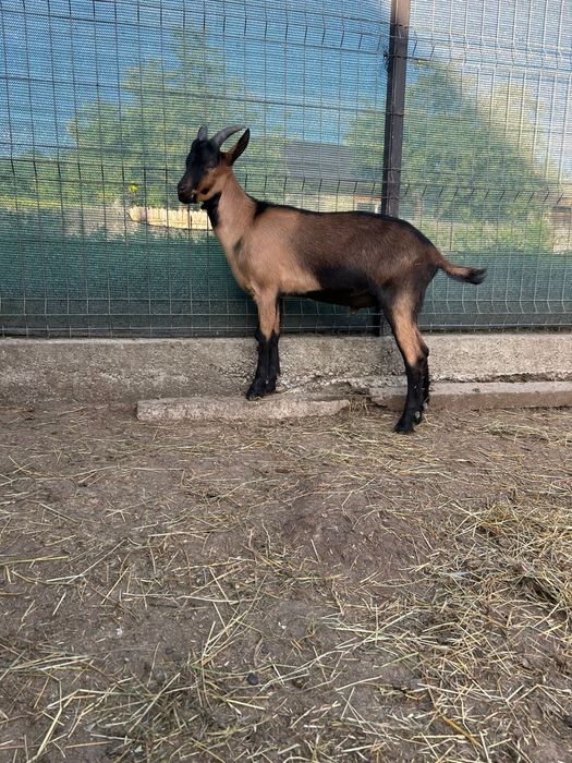 Iedute si tapi rasa alpin francez