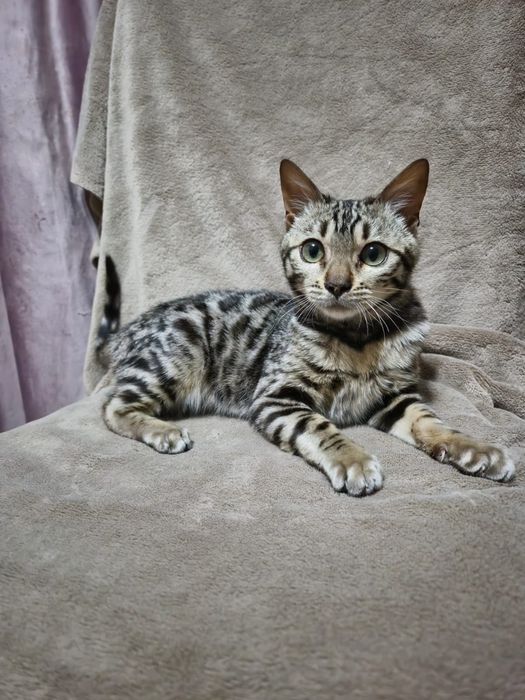 Котенок Бенгал мальчик