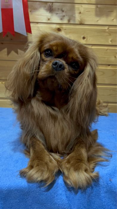 Кавалер кинг чарльз спаниель