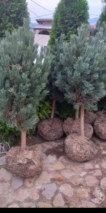 Plante decorative