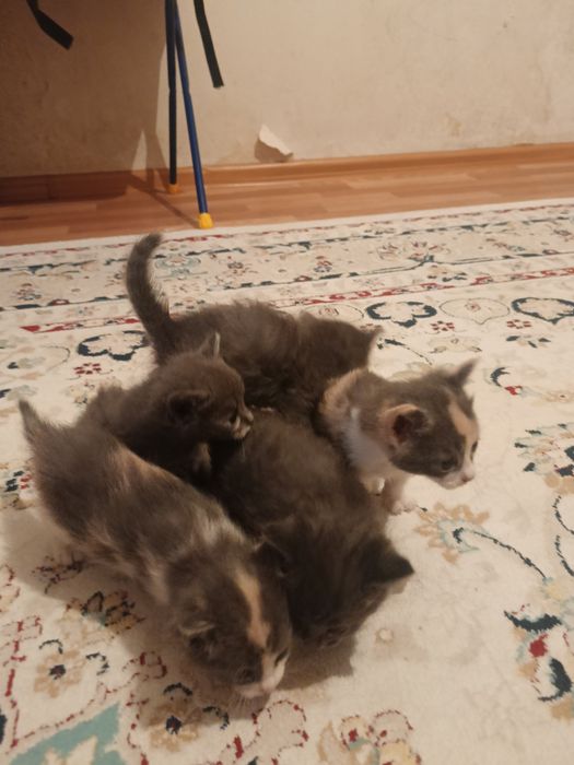 Сиамский мысык балдары