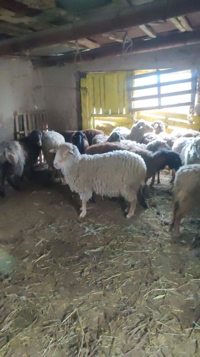 бордакы койлар сатылады