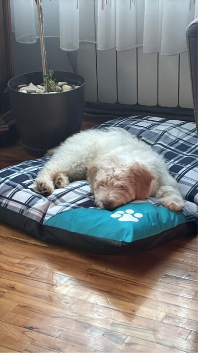 Продавам куче Лагото