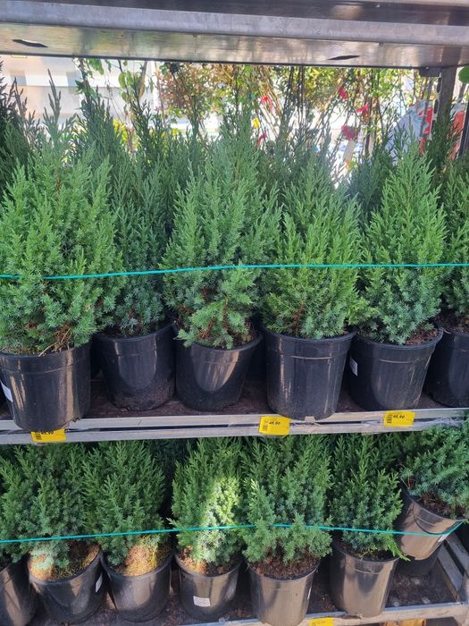 Amenajari spații verzi/Peisagistică