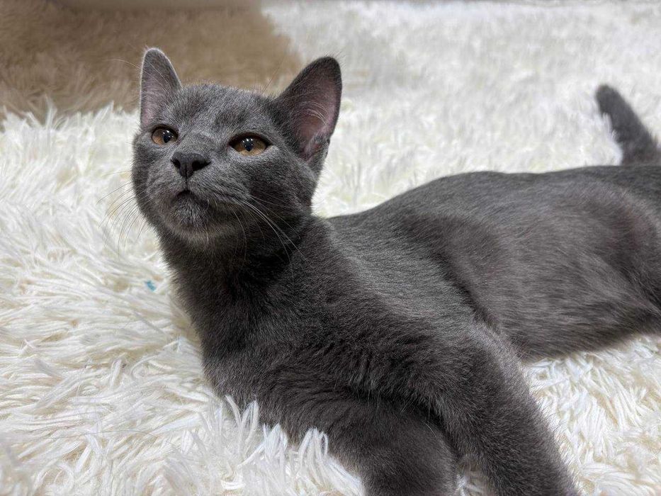Котенок ищет самые добрые ручки