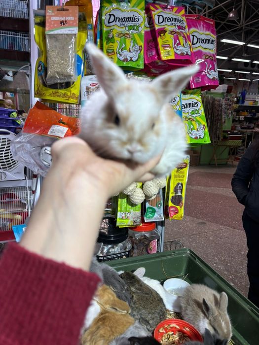 Декоративные кролики новое поступление