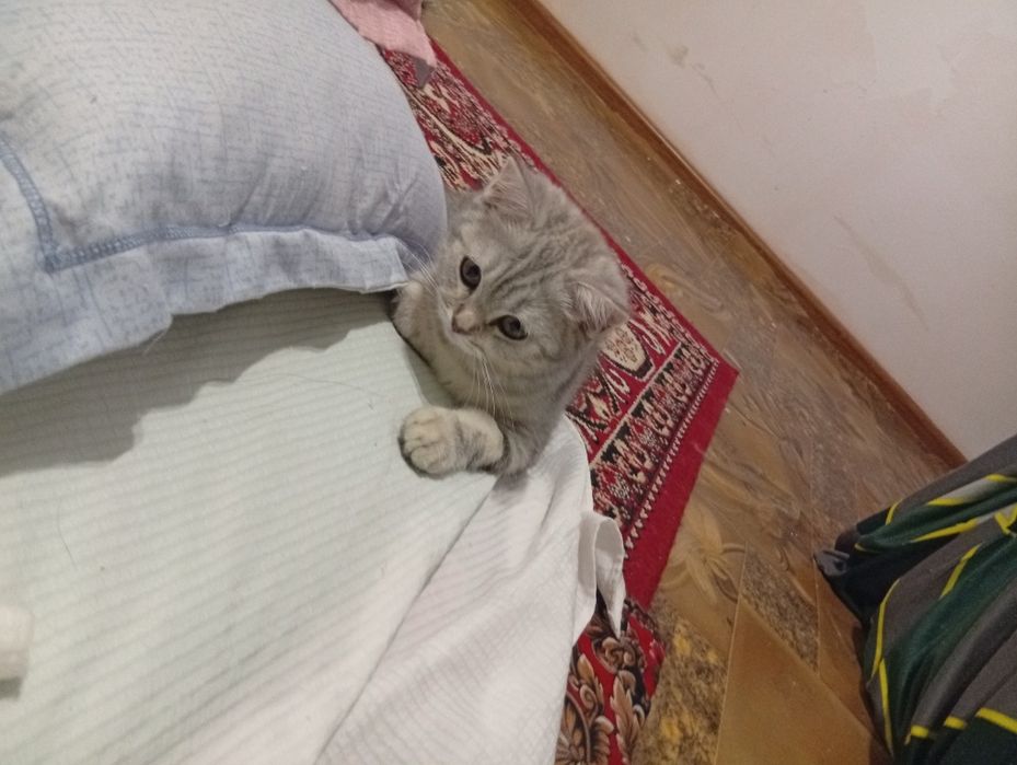 Шотландский прямоухо