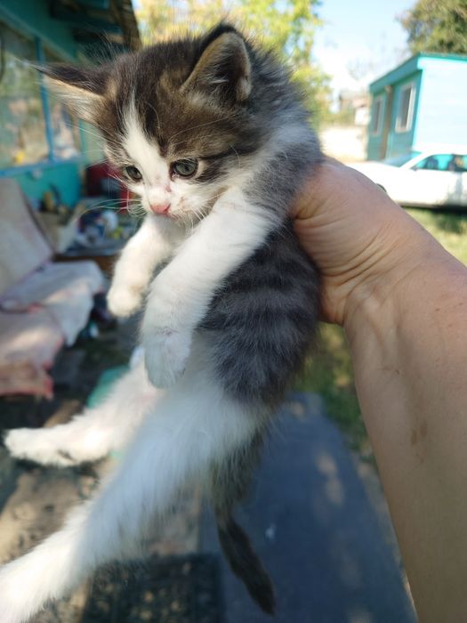 Отдам котят , с доставкой