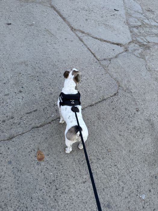 Bulldog francez mascul