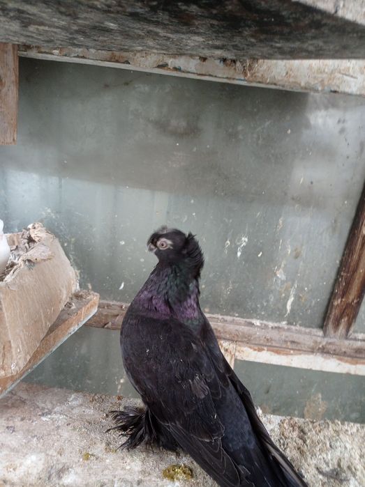 Голуби самка молодежь