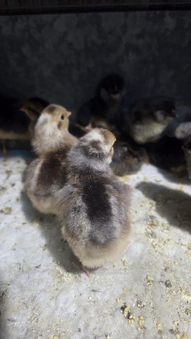 Цыплята Легбар (голубое яйцо)