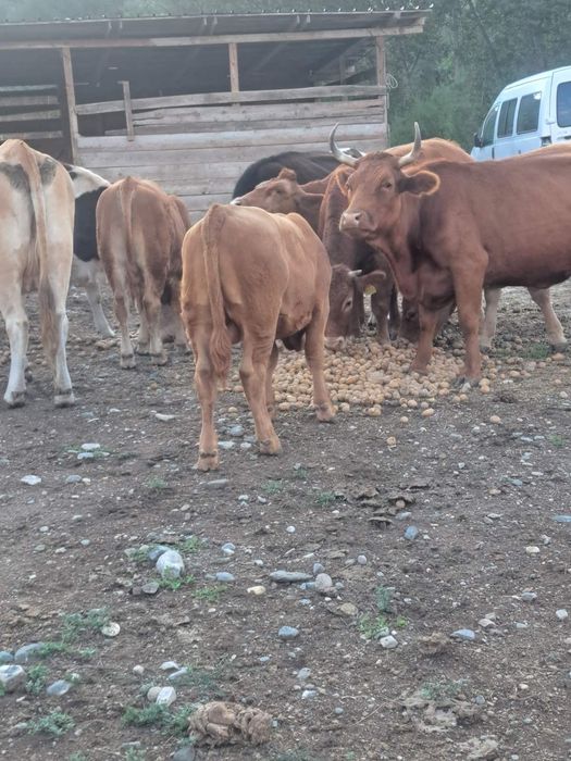 Продавам крави с телета