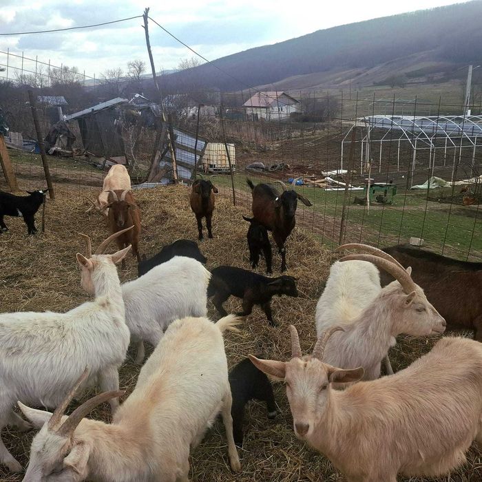 Capre de vânzare