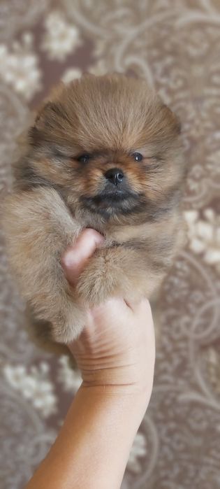 Шпицы рыжие готовы  к переезду