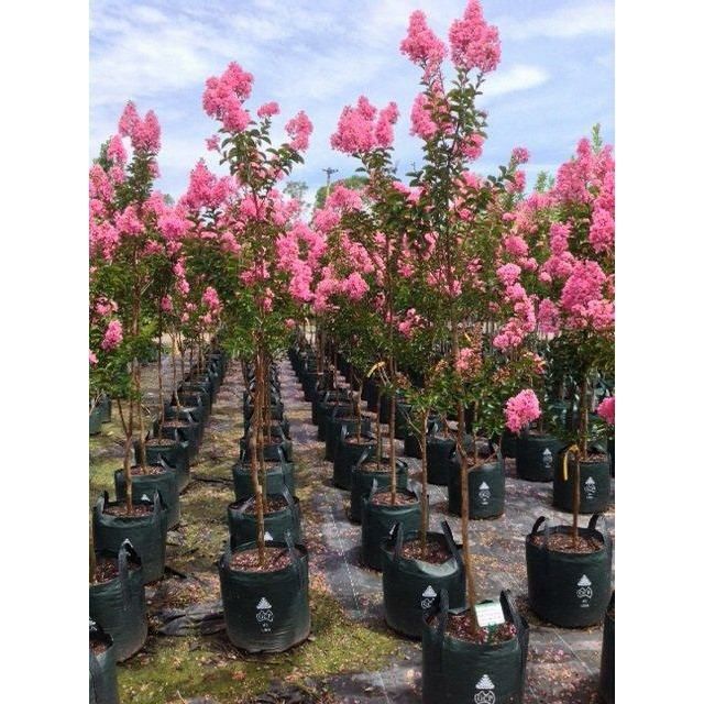 Liliac Indian (Tip Pomisor )