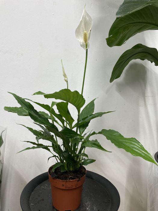Цветы Спатифиллум (женское счастье)