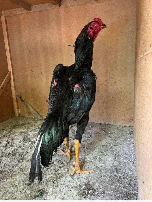 Корея 5 та жужа 1 хуроз 4 макиён сентябрь жужалари