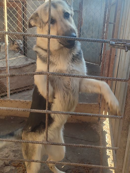 Продам подросщенного щенка ВЕО.