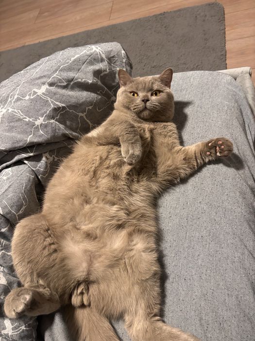 Vand motan British Shorthair