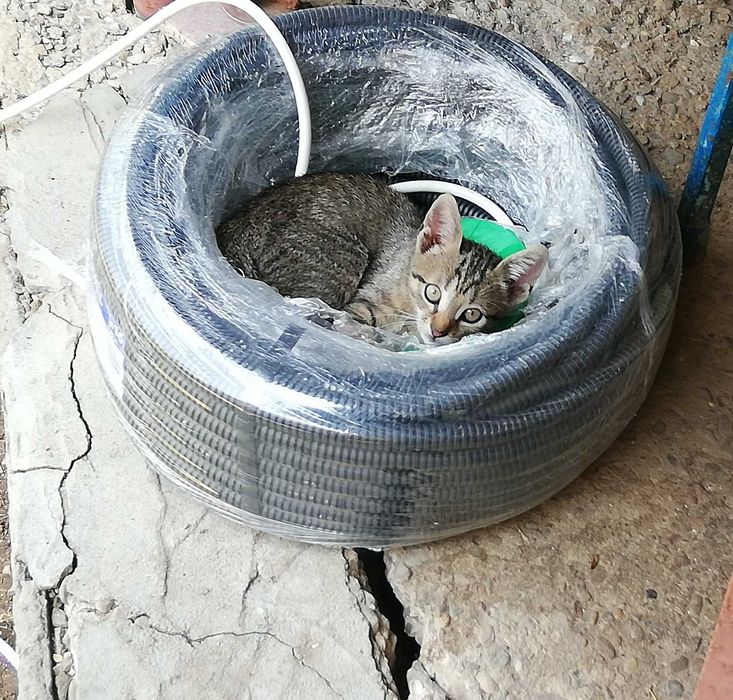 Donez pisoi rasfatati