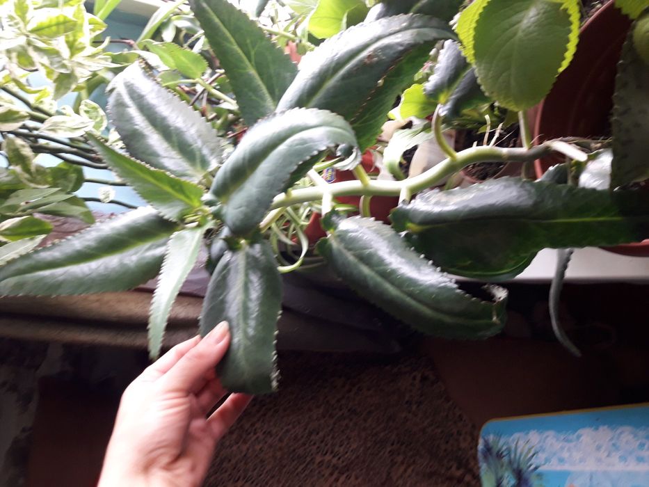 Лечебное Каланхое!