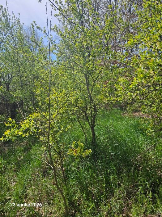 Puieti de prun, mar, nuc, visin, stejar si zarzar. Cred ca sunt si de cires