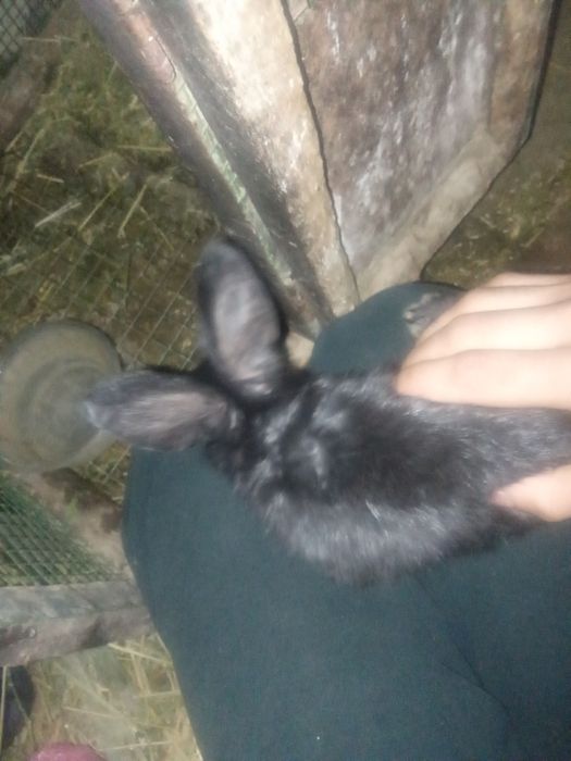 Flander samka quyon bolalari sotiladi