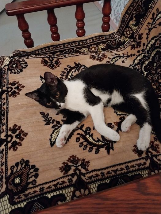 Котёнок  девочка