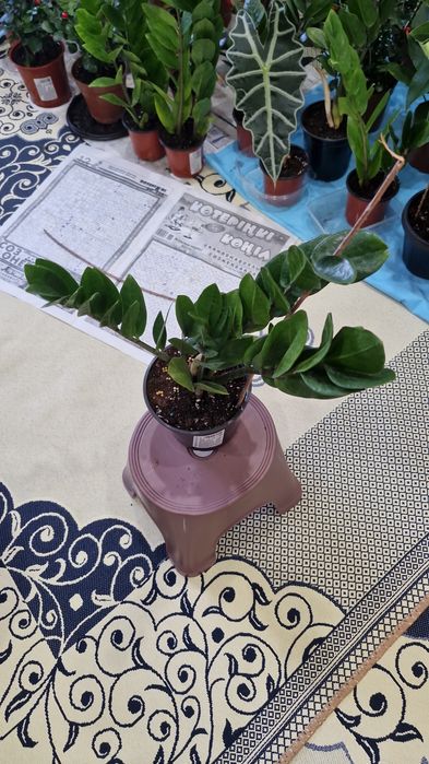 Комнатные цветы разные