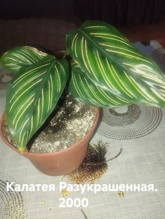 Продам комнатные растения Калатеи на