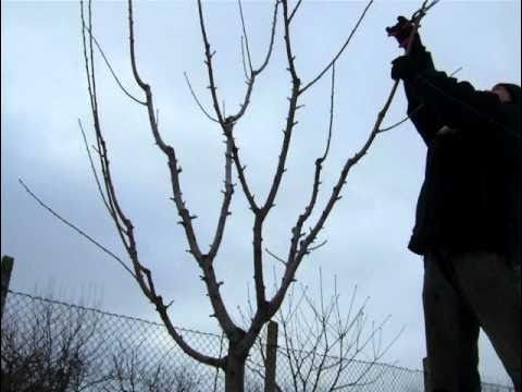 Обрезка плодовых деревьев и хвойных!