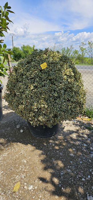 Tuia globular veșnic verde - buxus