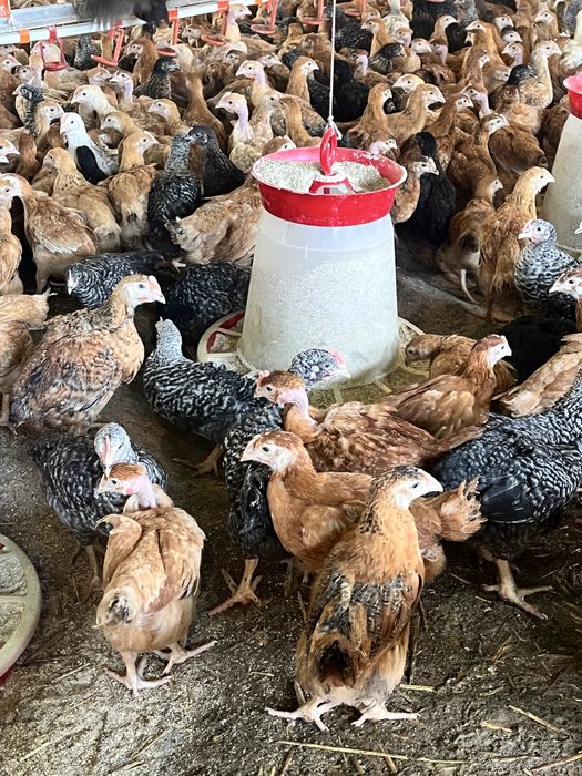 Pui colorați rasă mixtă