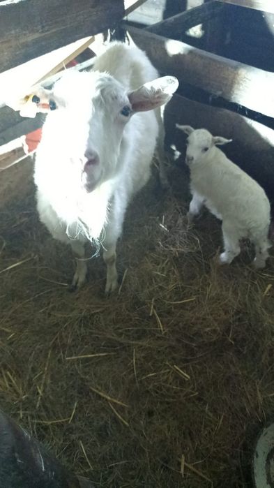 Продам зааненских коз